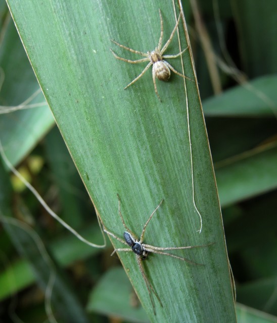 Philodromus dispar - lomb karolópók