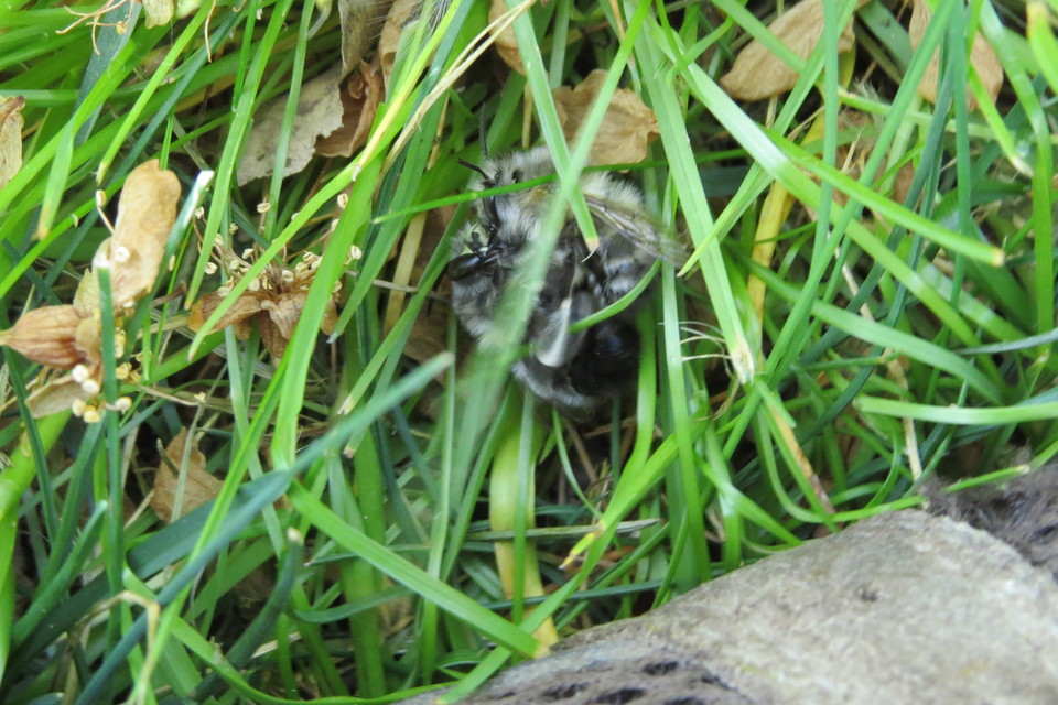 Anthophora plumipes - gyakori bundásméh