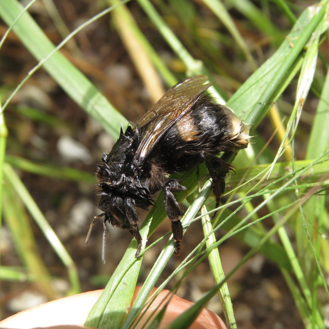 Bombus - poszméhek