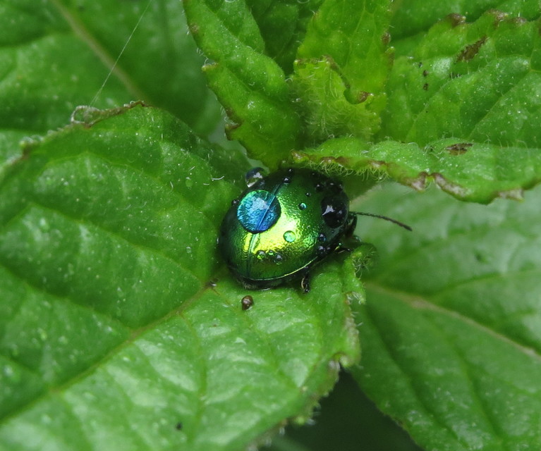 Chrysolina herbacea - zöld mentalevelész