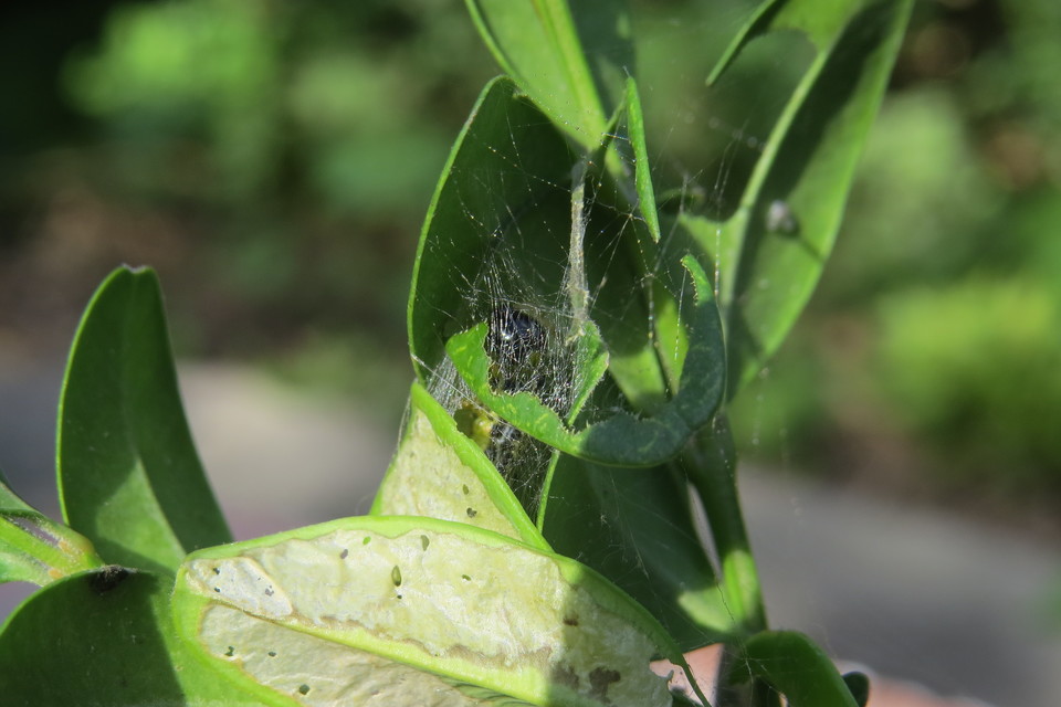Cydalima perspectalis - puszpáng-tűzmoly