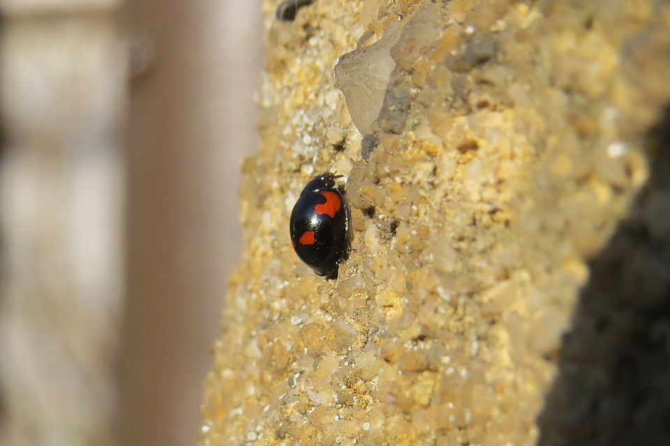 Exochomus quadripustulatus - négyfoltos szerecsenkata