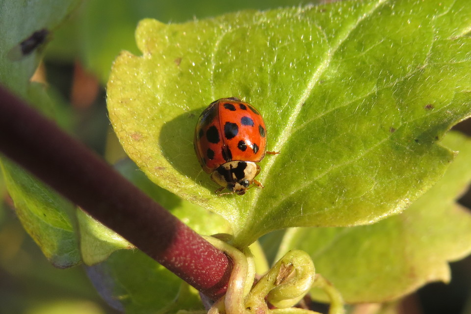 Harmonia axyridis - harlekinkatica