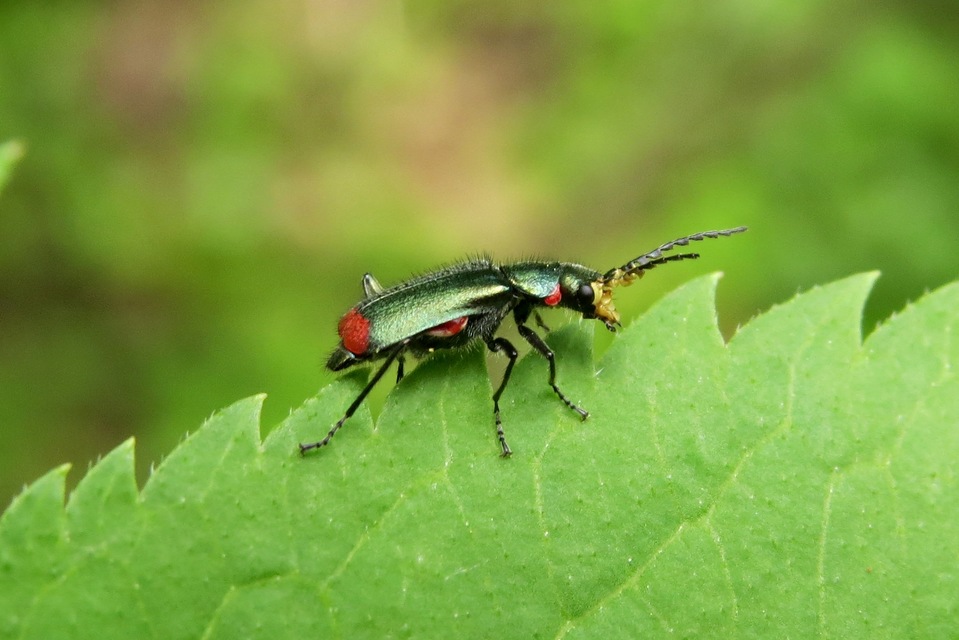 Malachius bipustulatus - kétfoltos bibircsesbogár