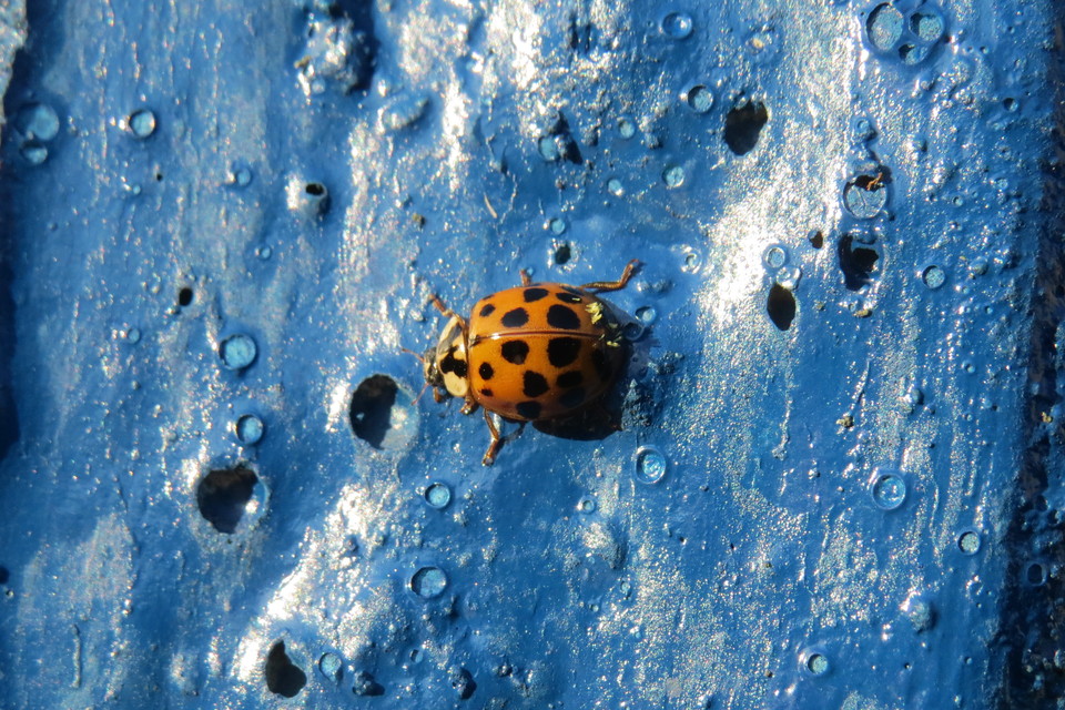 Harmonia axyridis - harlekinkatica