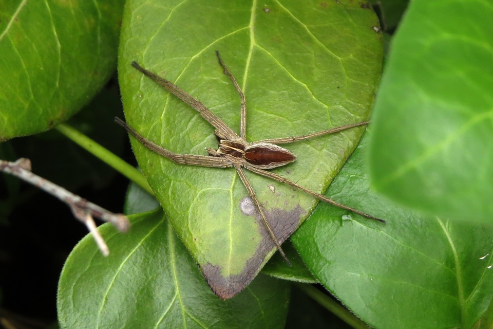 Pisaura mirabilis - csodáspók