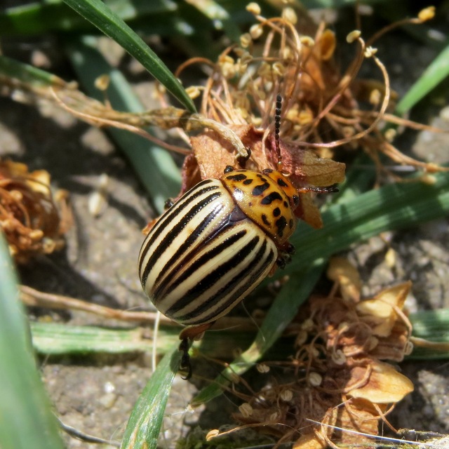 Leptinotarsa decemlineata - burgonyabogár