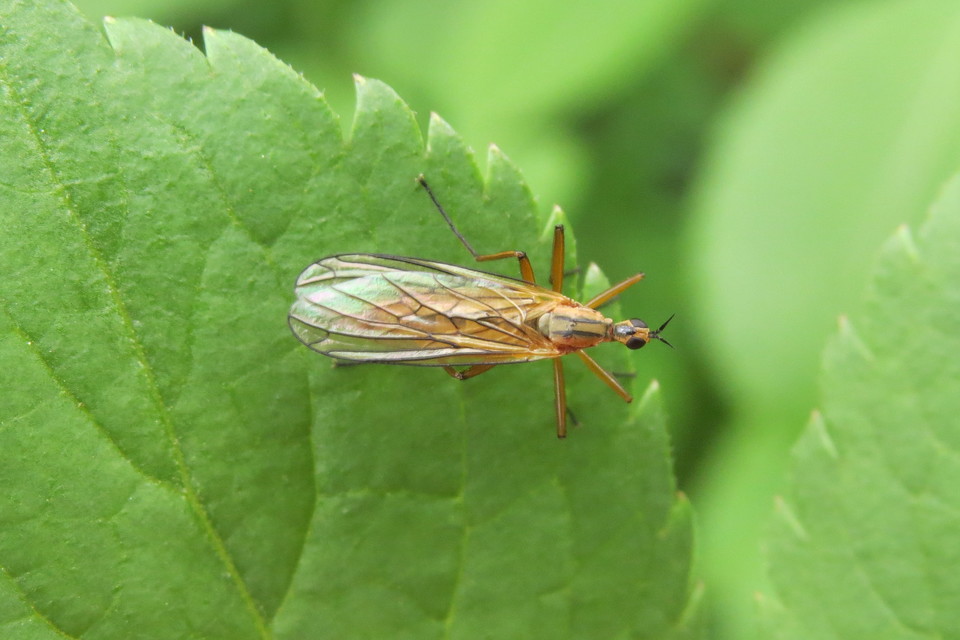 Empis digramma