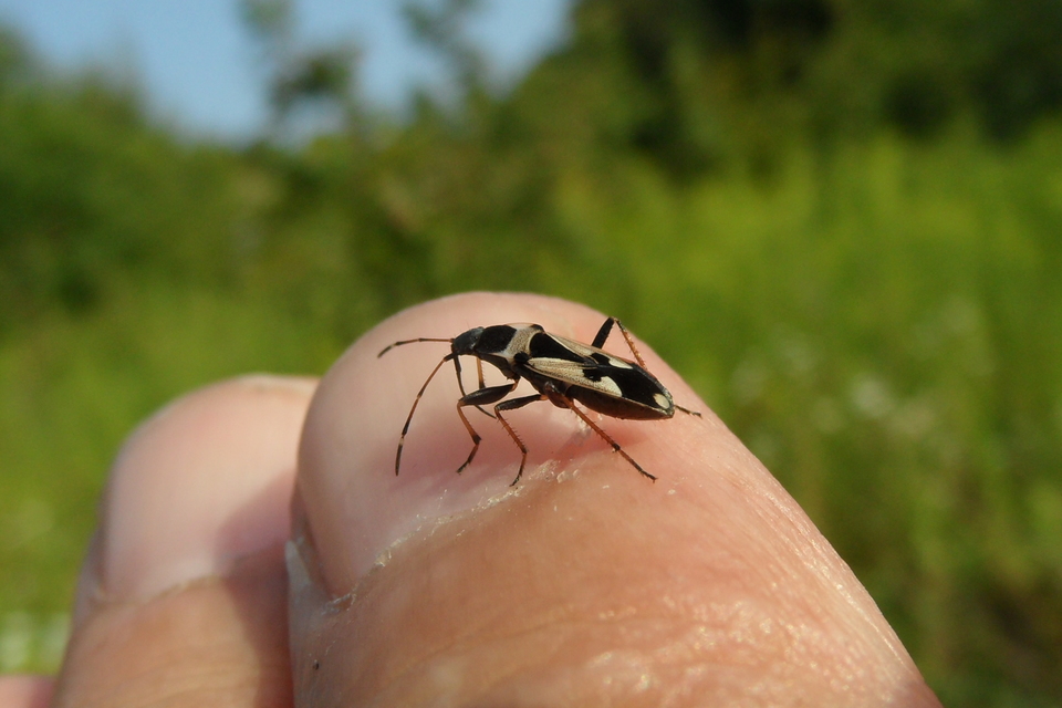 Raglius confusus