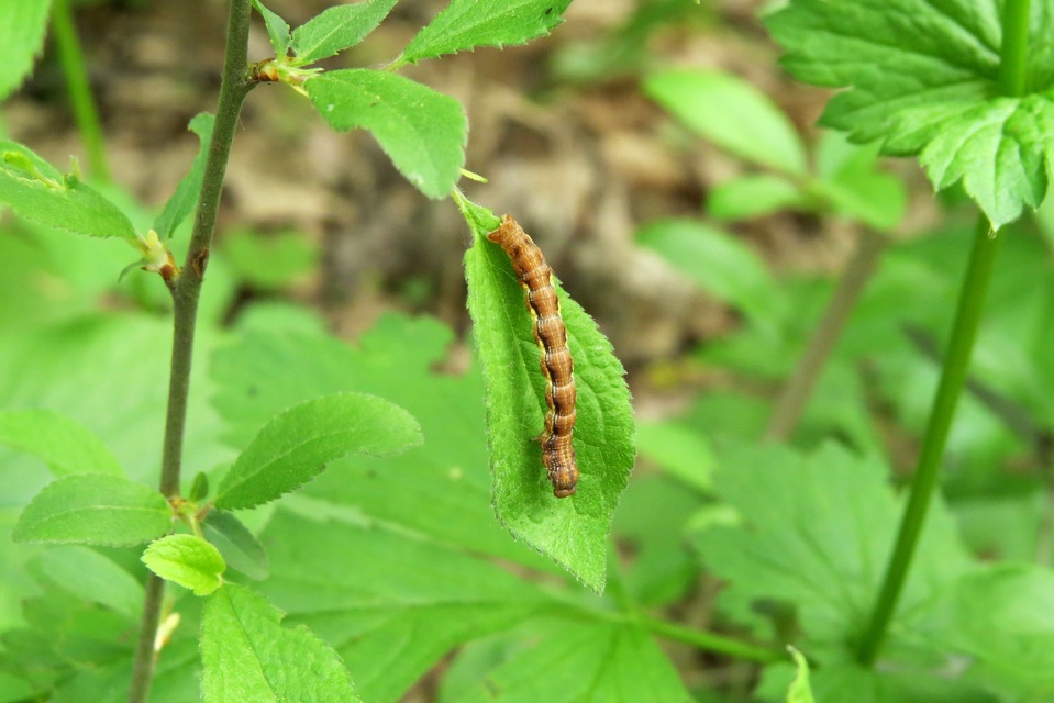 Erannis defoliaria - nagy téliaraszoló