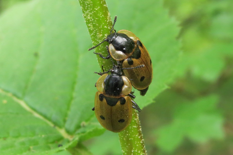 Dendroxena quadrimaculata - négypettyes dögbogár