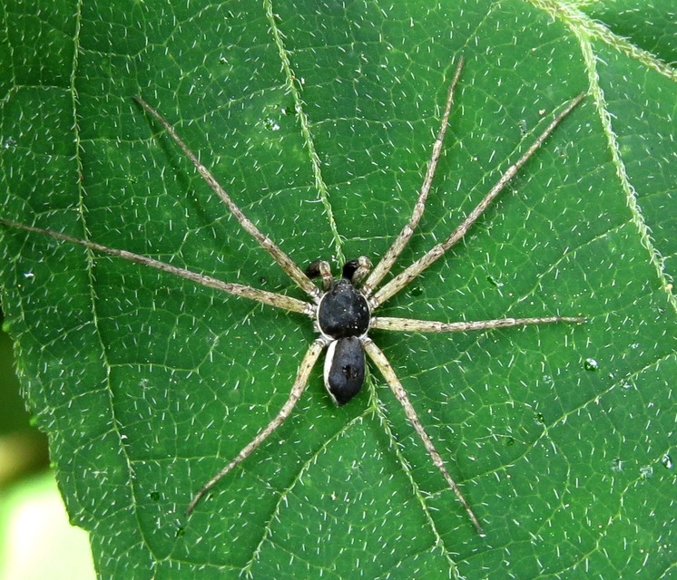 Philodromus dispar - lomb karolópók
