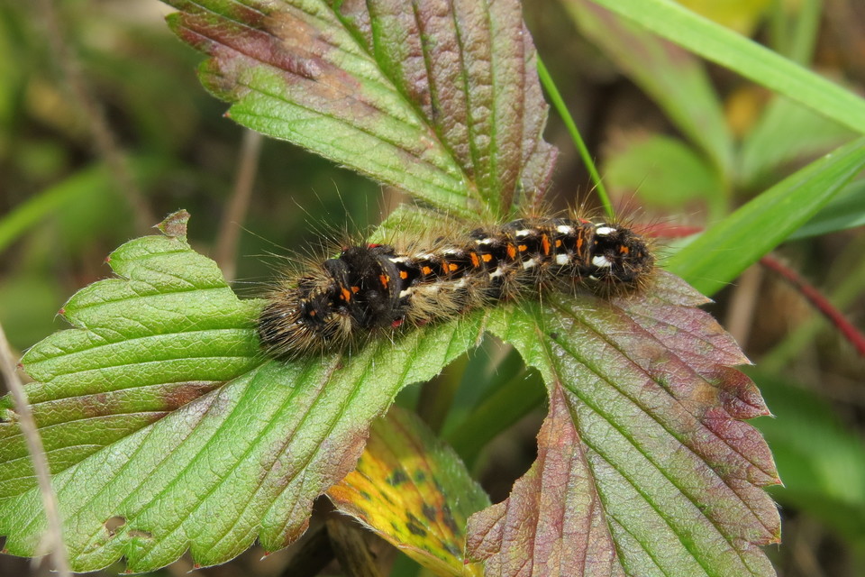 Acronicta rumicis - sóska-szigonyosbagoly