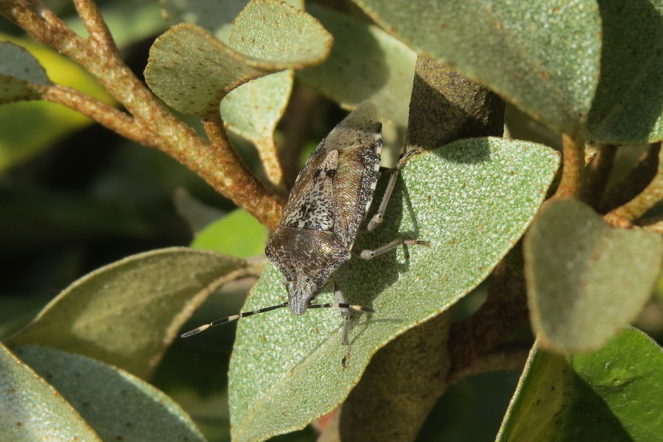 Rhaphigaster nebulosa - bencepoloska