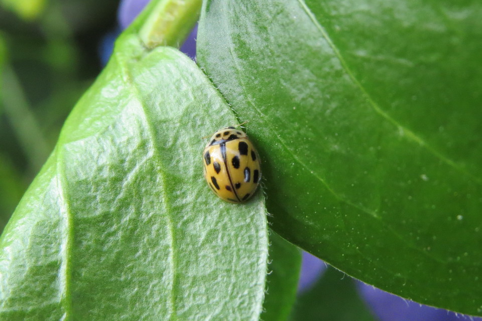 Propylea quatuordecimpunctata - tizennégypettyes füsskata