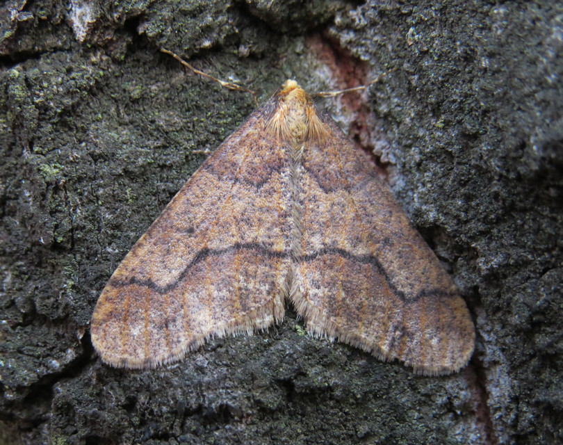Erannis defoliaria - nagy téliaraszoló