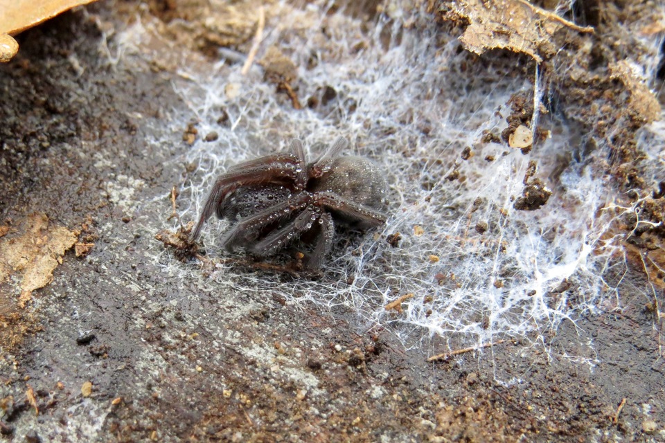 Amaurobius ferox - nagy eretnekpók