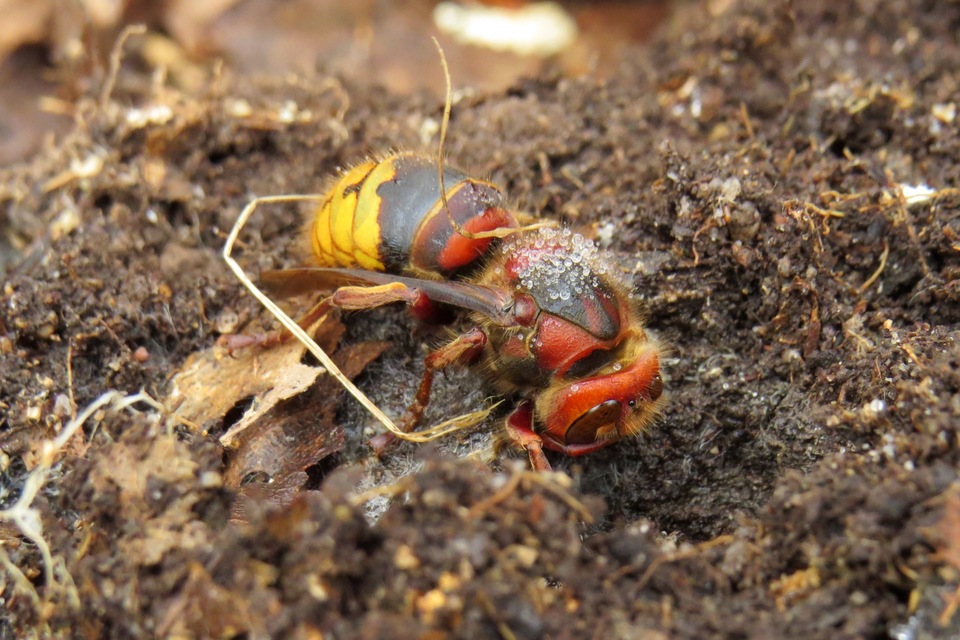 Vespa crabro - lódarázs