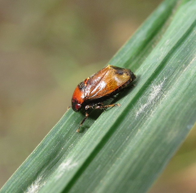 Penthimia nigra - fekete kabóca Penthimia nigra - fekete kabóca