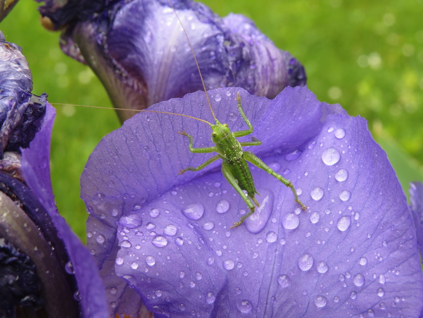 Tettigonia viridissima - zöld lombszöcske