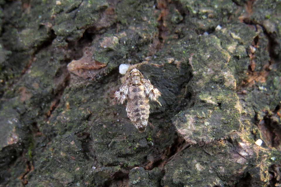 Operophtera brumata - kis téliaraszoló