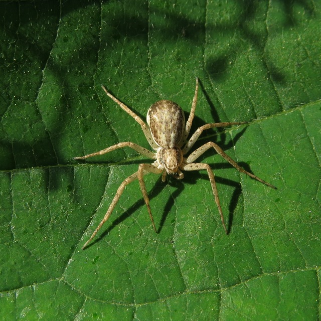 Philodromus