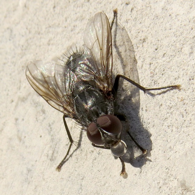 Muscina levida