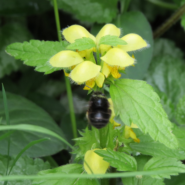 Anthophora plumipes - gyakori bundásméh
