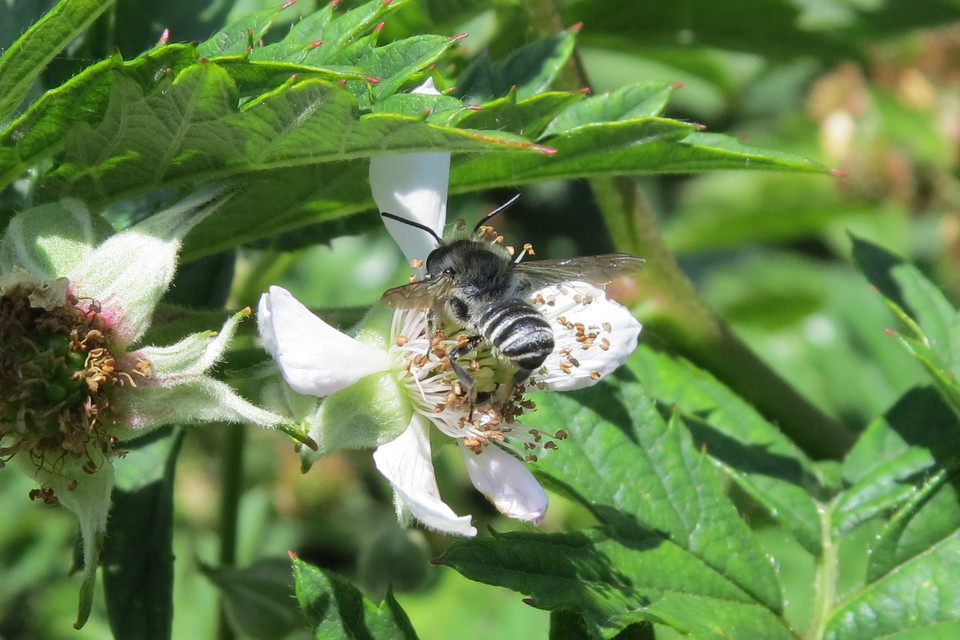 Megachile