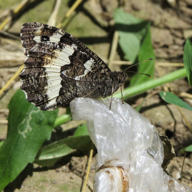 Brintesia circe - fehéröves szemeslepke