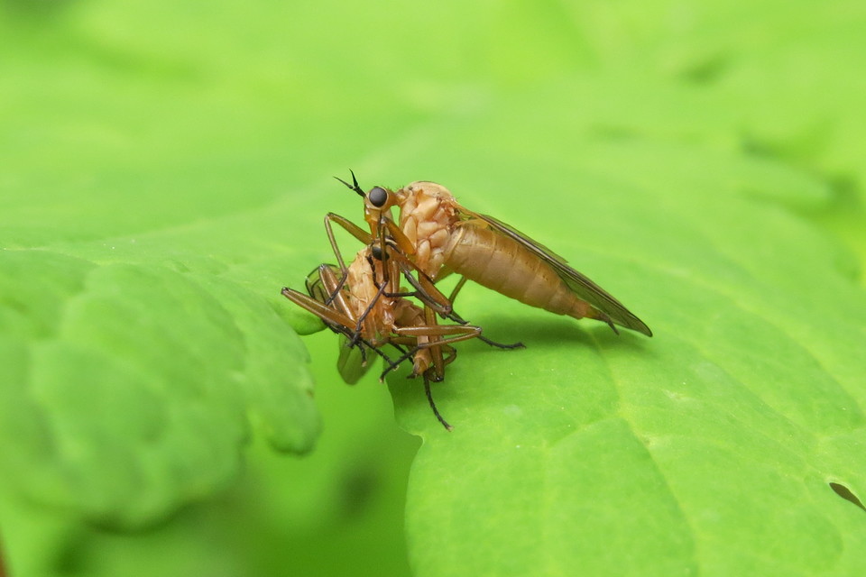 Empididae - táncoslegyek