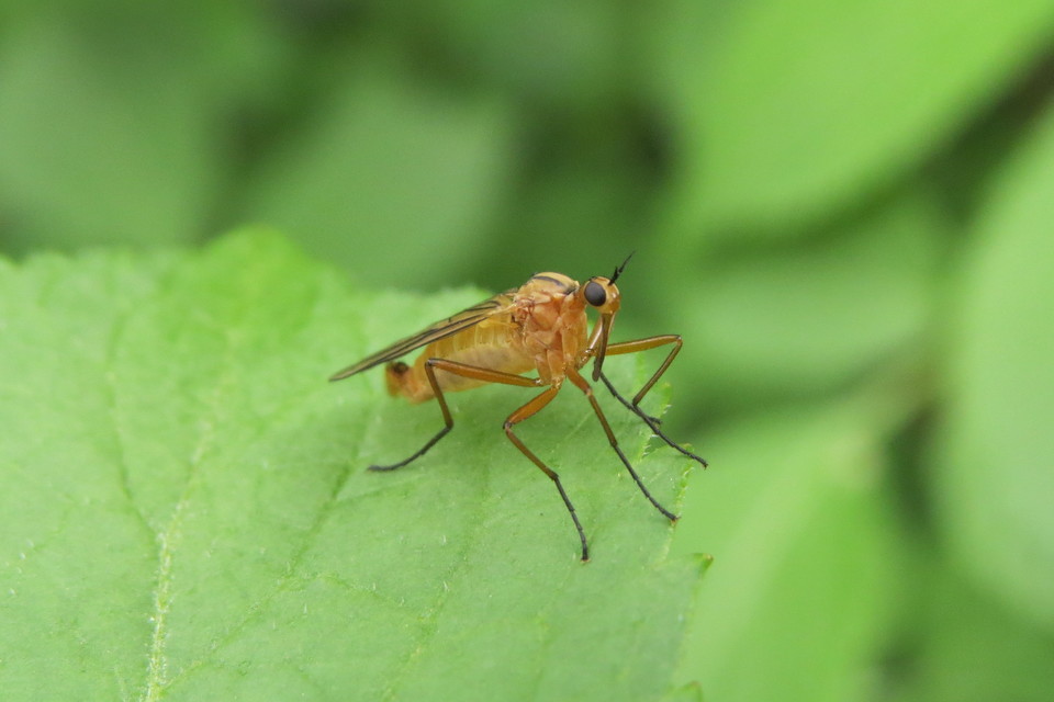 Empis digramma