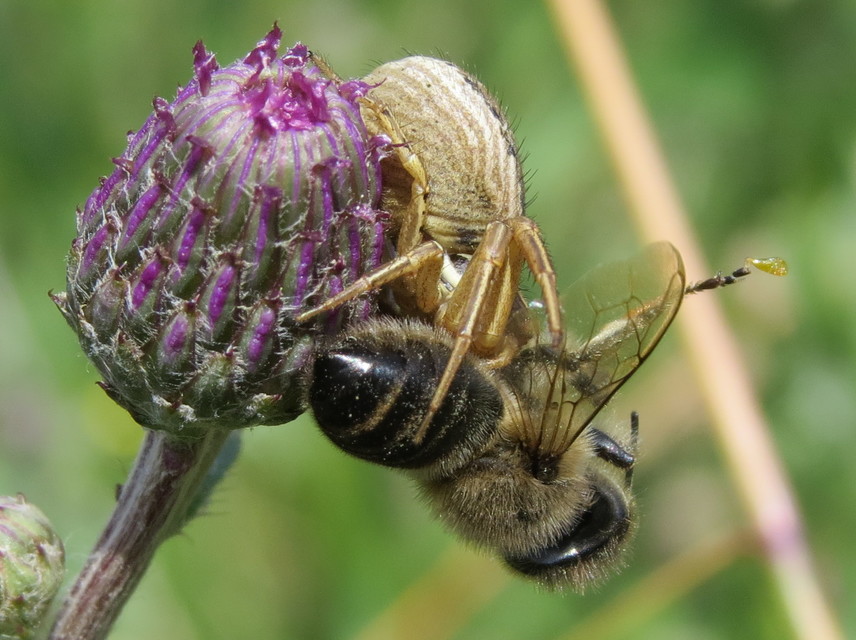 Apis mellifera - háziméh