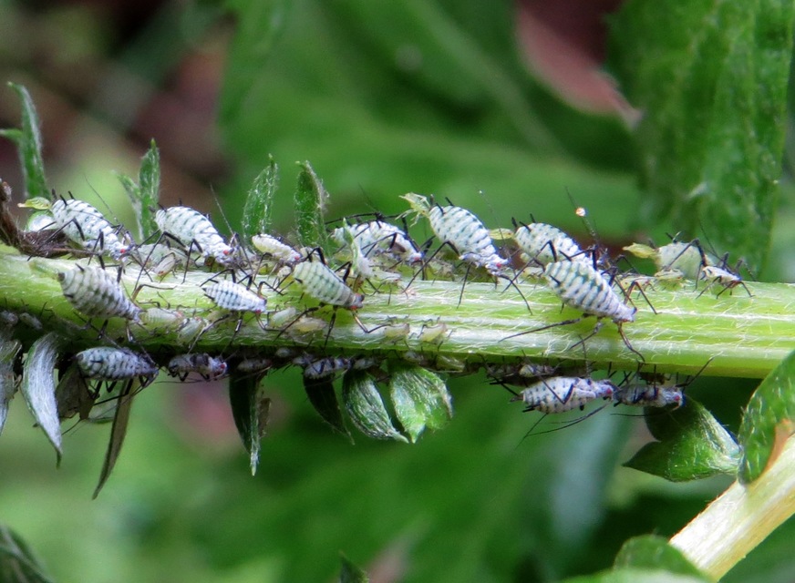 Aphididae - valódi levéltetvek
