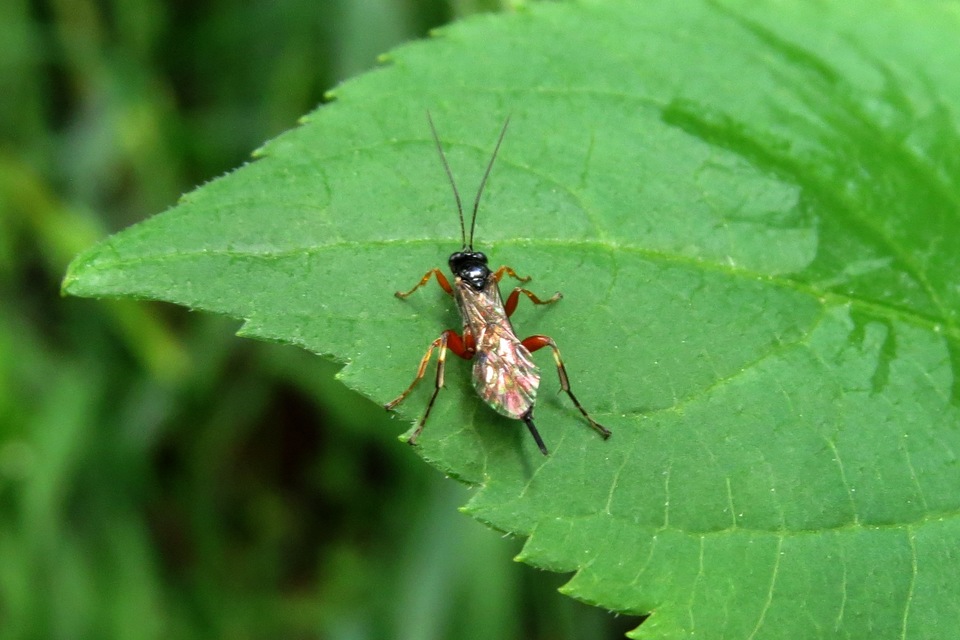 Ichneumonidae - valódi fürkészdarazsak
