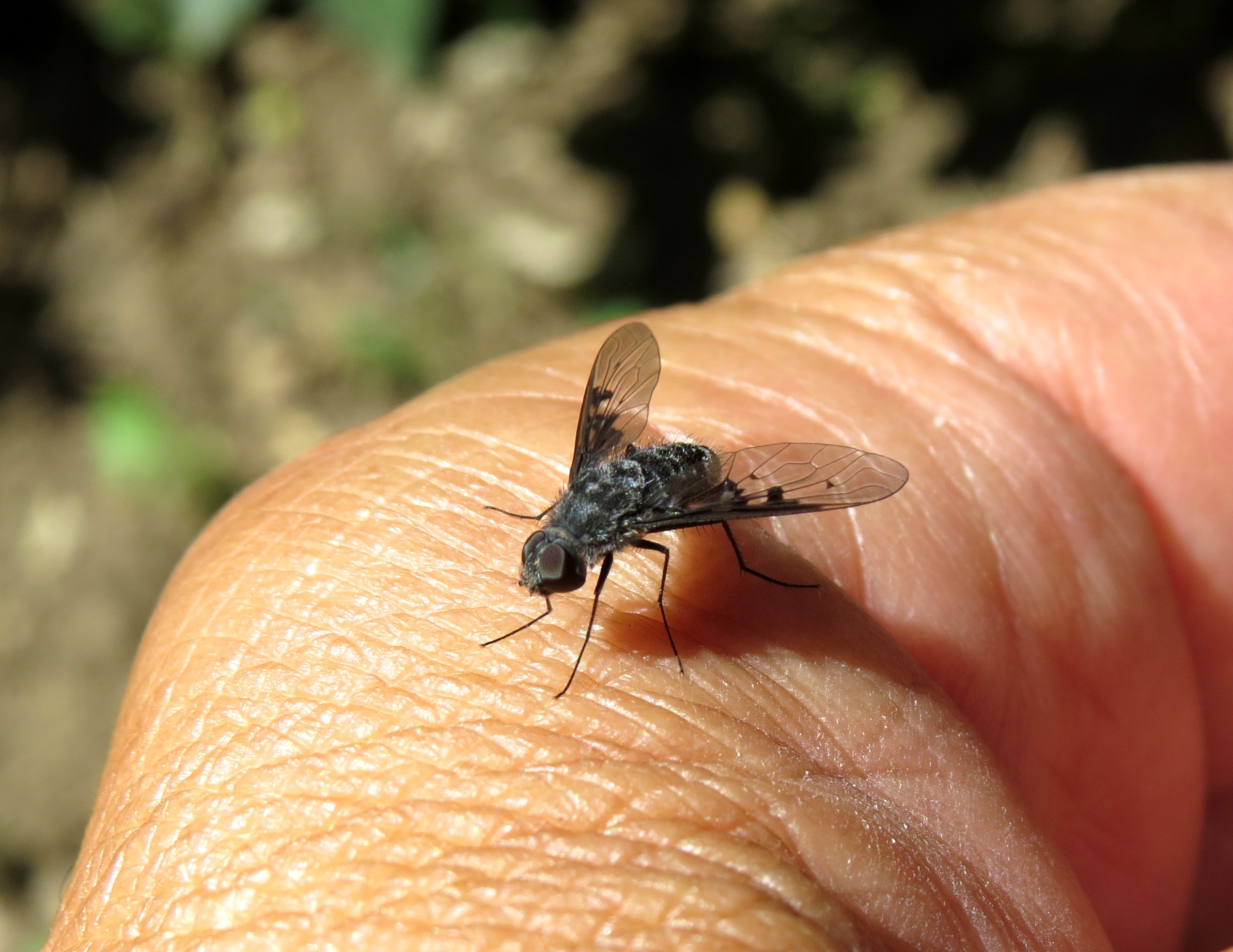 Anthrax trifasciatus