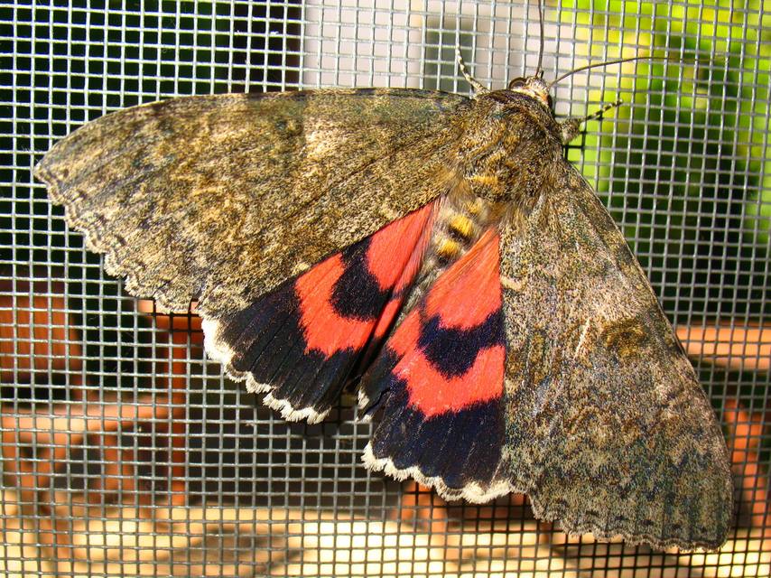 Catocala nupta - piros övesbagoly