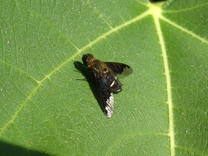 Hemipenthes velutina - bársonyos gyászlégy