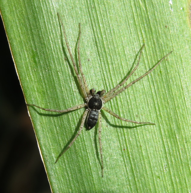 Philodromus dispar - lomb karolópók