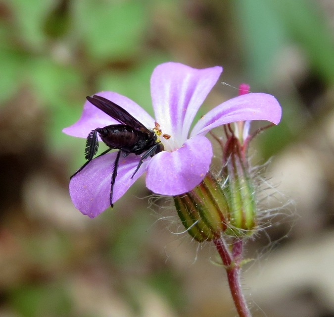 Empis pennipes - tollaslábú táncoslégy