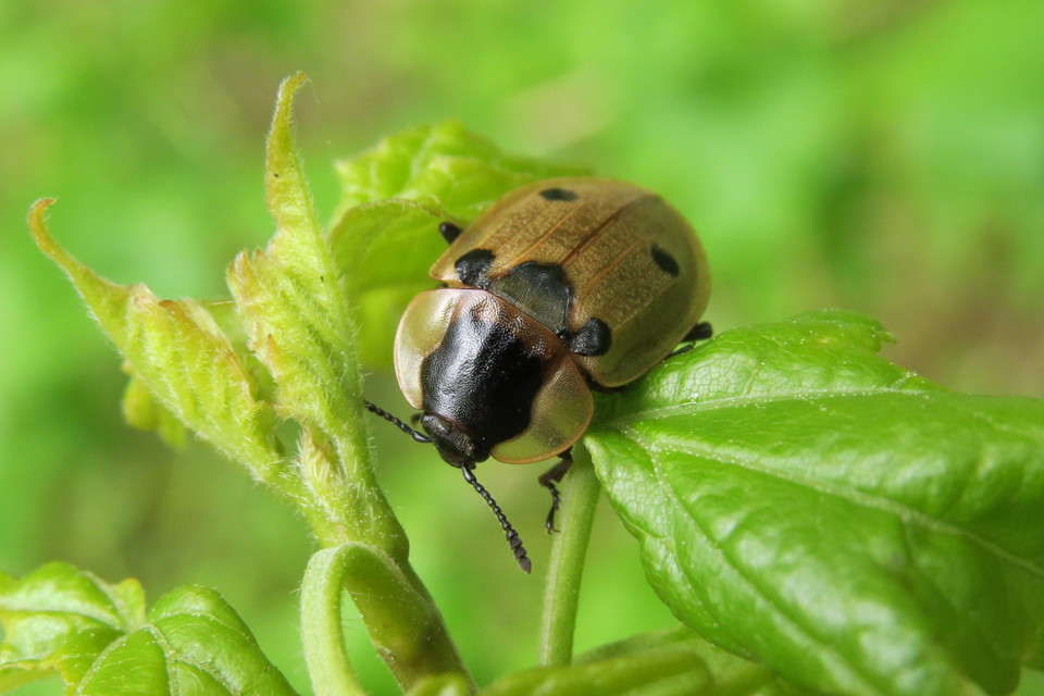 Dendroxena quadrimaculata - négypettyes dögbogár