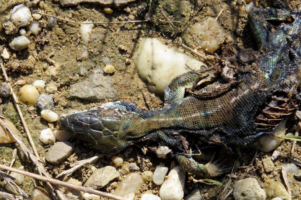 Euxesta pechumani