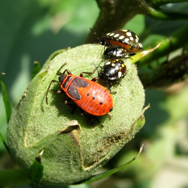 Pyrrhocoris apterus - verőköltő poloska