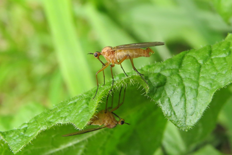 Empididae - táncoslegyek