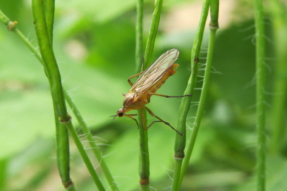 Empididae - táncoslegyek
