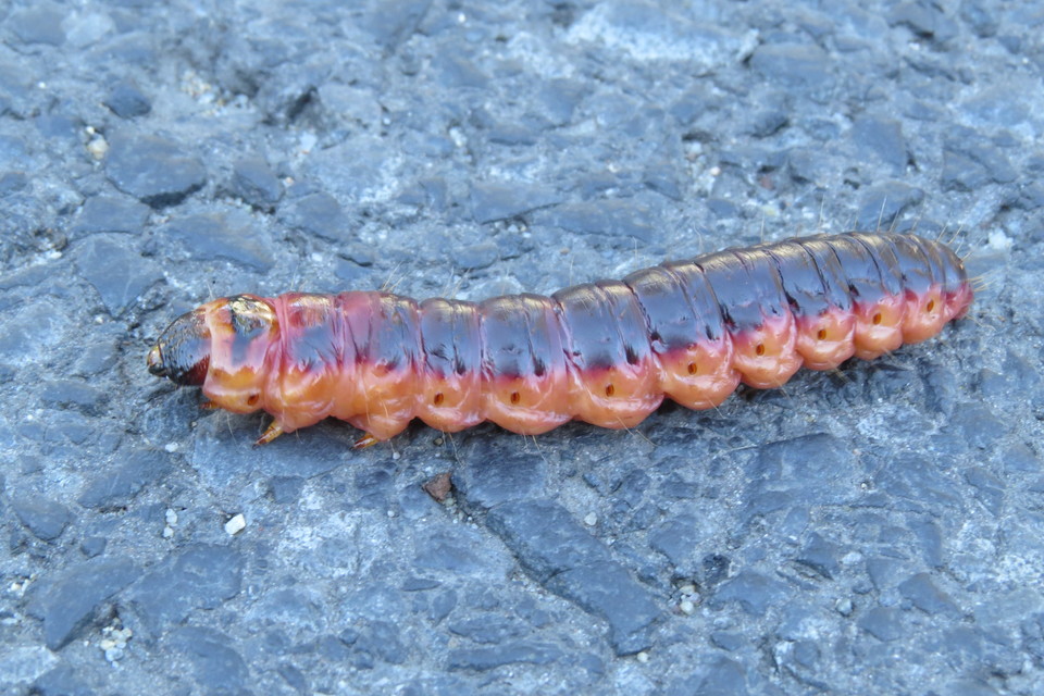 Cossus cossus - fűzfarontólepke