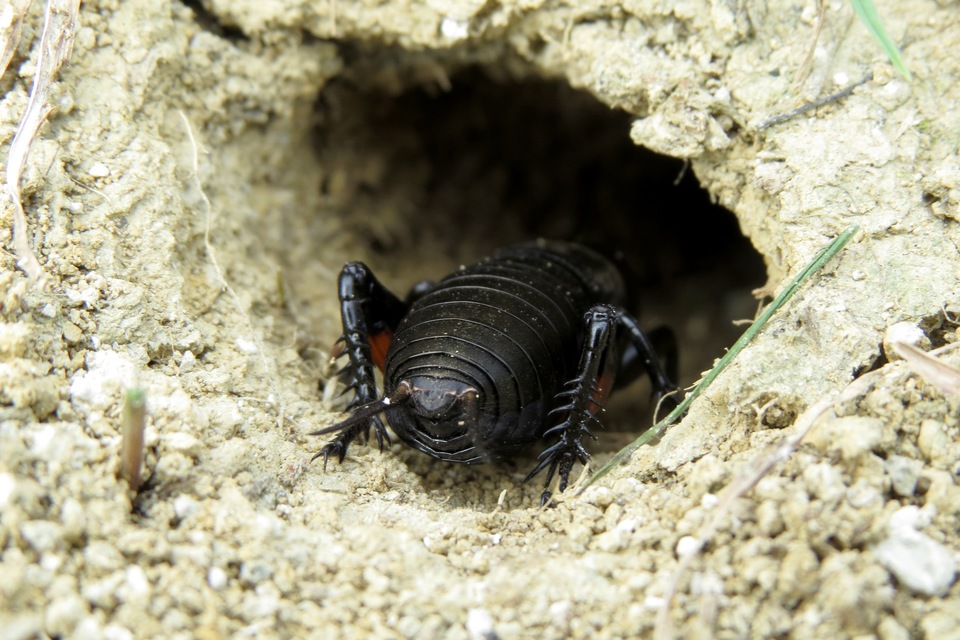 Gryllus campestris - mezei tücsök