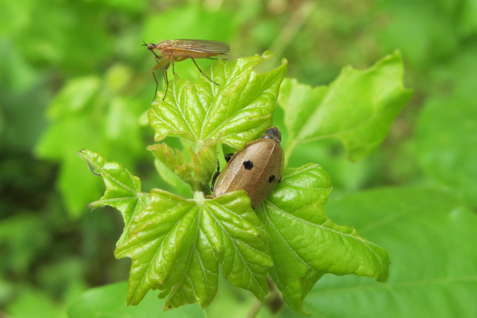 Empididae - táncoslegyek