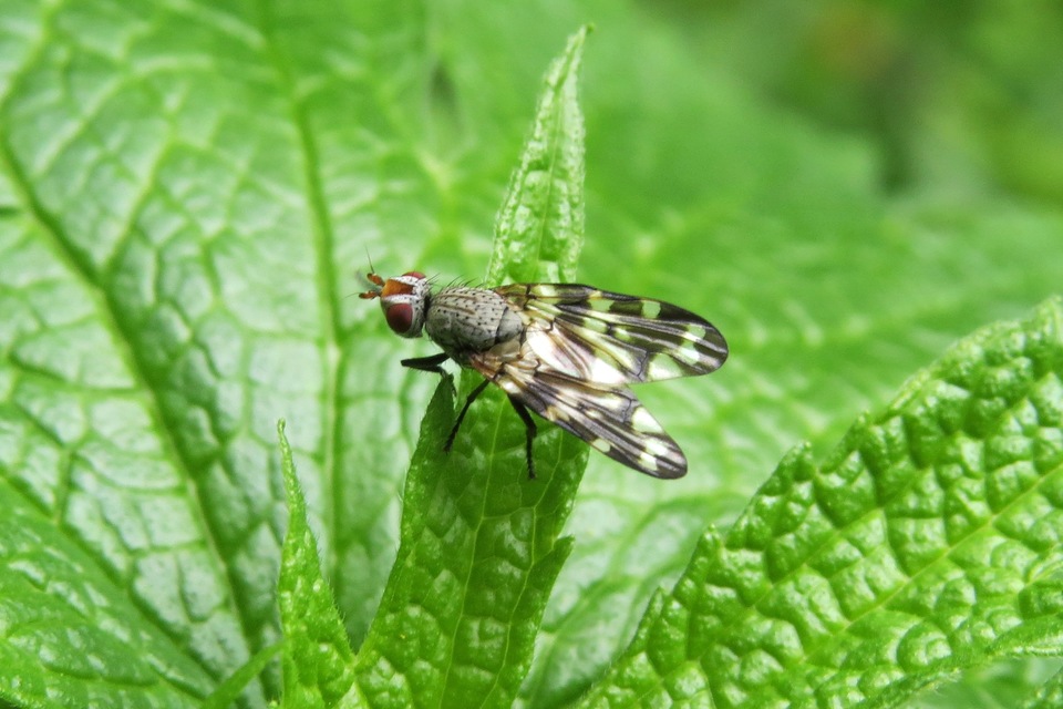 Otites centralis/guttata