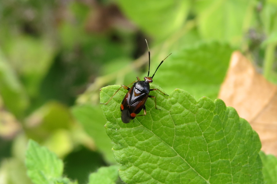 Deraeocoris ruber - vöröses mezeipoloska